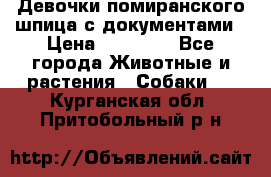 Девочки помиранского шпица с документами › Цена ­ 23 000 - Все города Животные и растения » Собаки   . Курганская обл.,Притобольный р-н